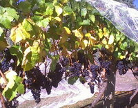 Palmara Vineyard