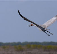Gayngaru Wetlands Interpretive Walk - Attractions Brisbane
