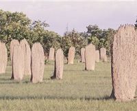 Magnetic Termite Mounds