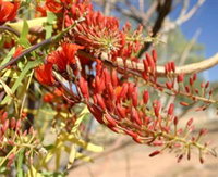 Olive Pink Botanic Garden