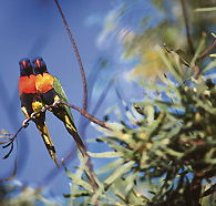 Wangi Falls Walk - Attractions Brisbane