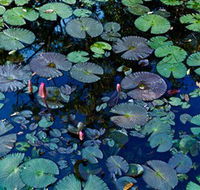 Pine Creek Water Gardens - Attractions Brisbane