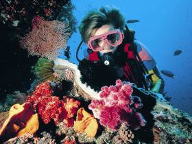 Nine Mile Reef Dive Site - Attractions Brisbane 0