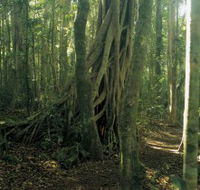 Lamington National Park Binna Burra Section - Attractions Brisbane