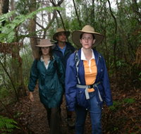 Mount Cougal Springbrook National Park