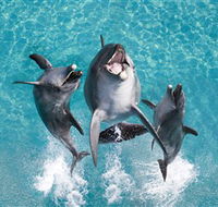 Sea World - Attractions Brisbane