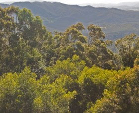 Conondale National Park - Attractions Brisbane 0