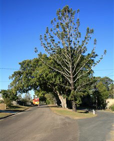 Anzac Avenue Memorial Trees, Beerburrum - Attractions Brisbane 0