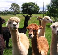 Banyandah Alpacas - Attractions Brisbane