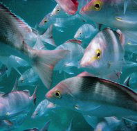 Wolf Rock Dive Site - Attractions Brisbane