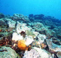 Mudjimba Old Woman Island Dive Site - Attractions Brisbane