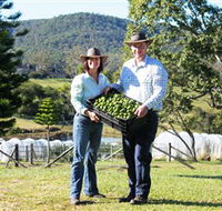Hinterland Feijoas - Attractions Brisbane