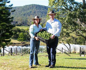 Hinterland Feijoas - Attractions Brisbane 0