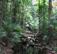 Mossman Gorge Rainforest Circuit Track Daintree National Park - Attractions Brisbane
