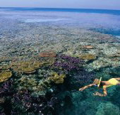 Split Bommie Dive Site - Attractions Brisbane