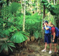 Mount Sorrow Ridge Trail Daintree National Park - Attractions Brisbane