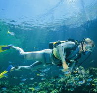 Tijou Reef - Attractions Brisbane