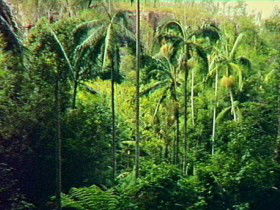 Coominglah Forest QLD Attractions Brisbane