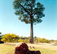 Robbers Tree - Attractions Brisbane