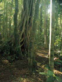  Attractions Brisbane