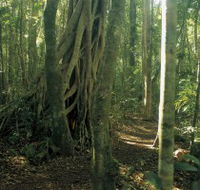 Mount Bithongabel - Attractions Brisbane