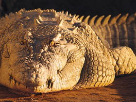 Koorana Crocodile Farm - Attractions Brisbane 0