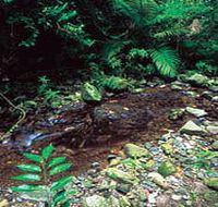 Wompoo Walk - Attractions Brisbane