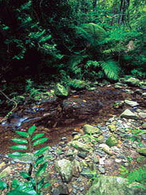 Wompoo Walk - Attractions Brisbane 0