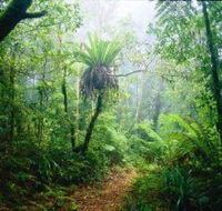 Lamington National Park Green Mountains Section - Attractions Brisbane