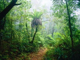 Lamington National Park, Green Mountains Section - Attractions Brisbane 0
