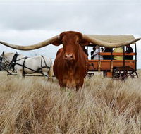 Texas Longhorn Wagon Tours and Safaris - Attractions Brisbane