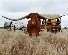 Texas Longhorn Wagon Tours And Safaris - Attractions Brisbane 0