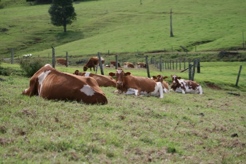 Maleny Dairies - Attractions Brisbane 4