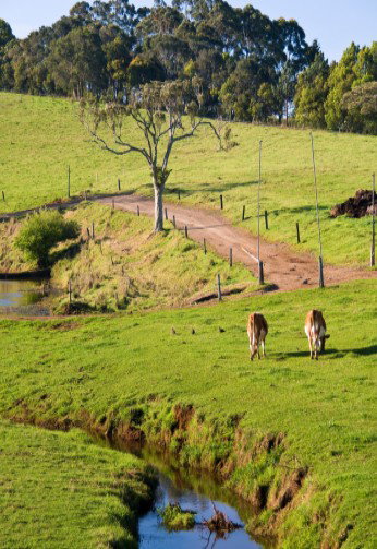 Maleny Dairies - Attractions Brisbane 6