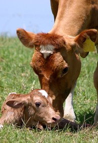 Maleny Dairies - Attractions Brisbane 7