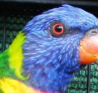 Fraser Coast Wildlife Sanctuary - Attractions Brisbane