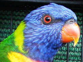Fraser Coast Wildlife Sanctuary - Attractions Brisbane 0