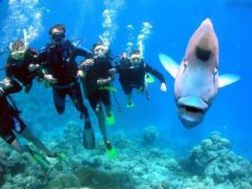 Henderson's Rock Dive Site - Attractions Brisbane 0
