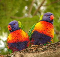 Blue Mountain Park - Attractions Brisbane