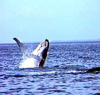Whale Watching - Attractions Brisbane