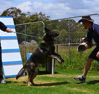 Lawdogs Australia - Attractions Brisbane