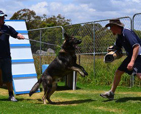 Lawdogs Australia - Attractions Brisbane 0