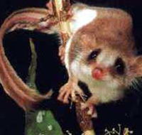Carrowong Fauna Sanctuary - Attractions Brisbane