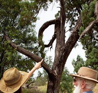 Charleville - Outback Native Timber Walk - Attractions Brisbane