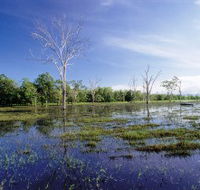 Tyto Wetlands - Attractions Brisbane