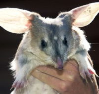 Charleville - Bilby Experience - Attractions Brisbane