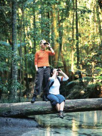 Birdwatching On The Fraser Coast - Attractions Brisbane 0