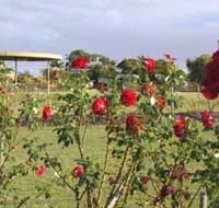 Elizabeth Park Rose Gardens - Attractions Brisbane