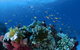 Cherubs Cave Dive Site - thumb 0