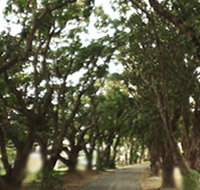 Mango Avenue - Attractions Brisbane